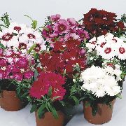 garden flowers claret Dianthus, China Pinks Dianthus chinensis  photos, description, cultivation and planting, care and watering