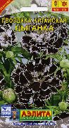 ホワイト フラワー カーネーション、中国ピンク (Dianthus chinensis) フォト