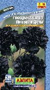 чорны Кветка Гваздзік Шабо (Dianthus caryophyllus) фота