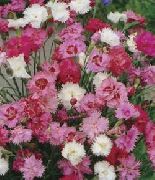 roz Floare Carnație (Dianthus caryophyllus) fotografie