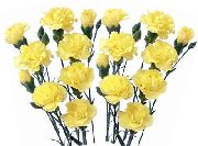 garden flowers yellow Carnation Dianthus caryophyllus photos, description, cultivation and planting, care and watering