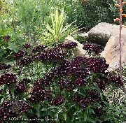黒 フラワー 甘いウィリアム (Dianthus barbatus) フォト