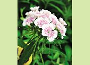 ホワイト フラワー 甘いウィリアム (Dianthus barbatus) フォト