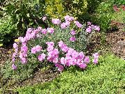 ვარდისფერი ყვავილების Dianthus Perrenial (Dianthus x allwoodii, Dianthus  hybrida, Dianthus  knappii) ფოტო