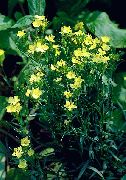 keltainen Kukka Dianthus Perrenial (Dianthus x allwoodii, Dianthus  hybrida, Dianthus  knappii) kuva