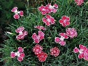 garden flowers red Dianthus perrenial Dianthus x allwoodii, Dianthus  hybrida, Dianthus  knappii photos, description, cultivation and planting, care and watering