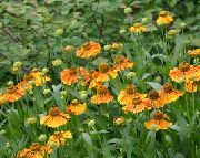 appelsin  Sneezeweed, Helens Blomst, Dogtooth Daisy (Helenium autumnale) foto