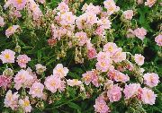 rózsaszín Virág Szikla Emelkedett (Helianthemum) fénykép