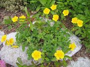 amarillo Flor Jara (Helianthemum) foto