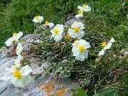 biela Kvetina Skala Ruže (Helianthemum) fotografie