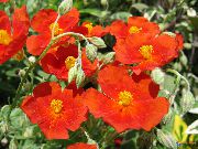 röd Blomma Vagga Ros (Helianthemum) foto