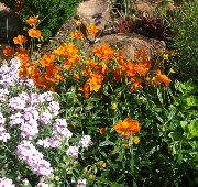 turuncu çiçek Kaya Gül (Helianthemum) fotoğraf