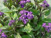 Heliotrop, Plante Plăcintă Cu Cireșe violet Floare