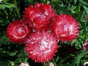 червоний Квітка Геліптерум (Акроклінум, Роданте)) (Helipterum) фото