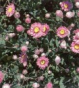 vaaleanpunainen Kukka Paperi Päivänkakkara, Sunray (Helipterum) kuva