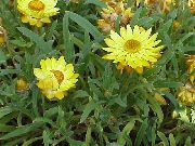 żółty Kwiat Gelihrizum Wysokie (Helichrysum bracteatum) zdjęcie