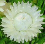 vit Blomma Strawflowers, Papper Daisy (Helichrysum bracteatum) foto