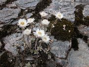hvid Blomst Helichrysum Perrenial  foto