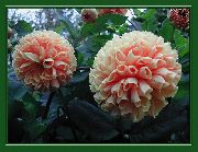 vaaleanpunainen Kukka Daalia (Dahlia) kuva