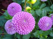紫丁香  大丽花 (Dahlia) 照片