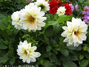 biela Kvetina Jiřina (Dahlia) fotografie