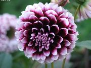 burgundia Floare Dalie (Dahlia) fotografie