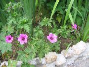 roosa Lill Hardy Kurereha, Loodusliku Kurereha (Geranium) foto