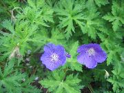 lyse blå Blomst Hardfør Geranium, Vill Geranium  bilde