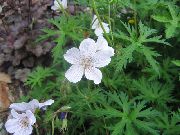 balts Zieds Izturīgas Ģerāniju, Savvaļas Ģerāniju (Geranium) foto