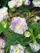 lilac Blóm Hardy Geranium, Villtur Geranium  mynd