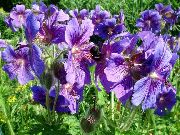 紫 花 耐寒天竺葵，野生天竺葵 (Geranium) 照片