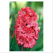 roșu Floare Zambile Olandeză (Hyacinthus) fotografie