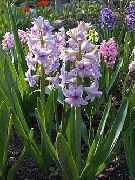 lila Blomma Holländsk Hyacint (Hyacinthus) foto