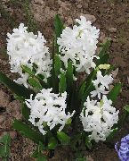 λευκό λουλούδι Ολλανδικά Υάκινθος (Hyacinthus) φωτογραφία