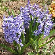 gorm éadrom Bláth Dutch Hyacinth (Hyacinthus) grianghraf