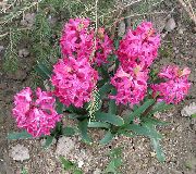 roosa Lill Hollandi Hüatsint (Hyacinthus) foto