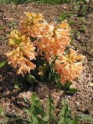 garden flowers orange Dutch Hyacinth  Hyacinthus photos, description, cultivation and planting, care and watering