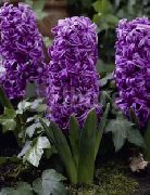 roxo Flor Jacinto Holandês (Hyacinthus) foto