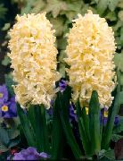 garden flowers yellow Dutch Hyacinth  Hyacinthus photos, description, cultivation and planting, care and watering