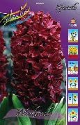 garden flowers claret Dutch Hyacinth  Hyacinthus photos, description, cultivation and planting, care and watering