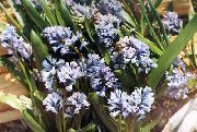 gaiši zils Zieds Hyacinthella Pallasiana  foto