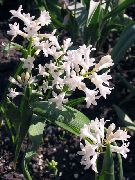 бял Цвете Hyacinthella Pallasiana  снимка