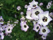 vit Blomma Gilia, Fågel Ögon  foto