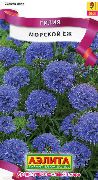 garden flowers lilac Gilia, Bird's Eyes Gilia  photos, description, cultivation and planting, care and watering