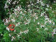 bílá Květina Bowmans Kořen,  (Gillenia trifoliata) fotografie