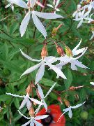 beyaz çiçek Bowmans Kökü,  (Gillenia trifoliata) fotoğraf