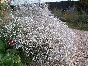 biela Kvetina Gypsophila (Gypsophila paniculata) fotografie