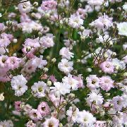 ვარდისფერი ყვავილების Gypsophila (Gypsophila paniculata) ფოტო