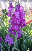 lilla Blomst Gladiolus  foto