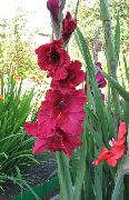 чырвоны Кветка Гладыёлус (Шпажнік) (Gladiolus) фота